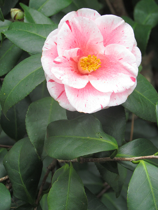 pinkflower-1mb